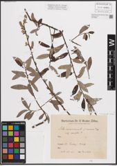 Foto von Salix caprea L. x Salix viminalis L.